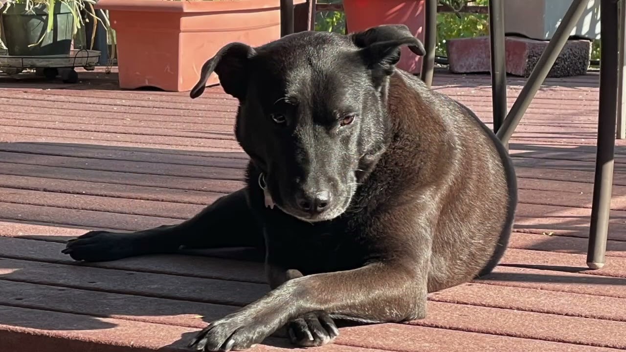 Cougar's Song. (the dog from Cougar Buttes)