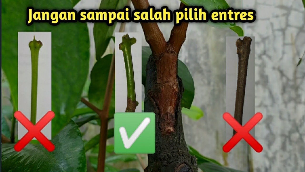 Cara pilih entres yang bagus untuk sambung sisip, #agrohome