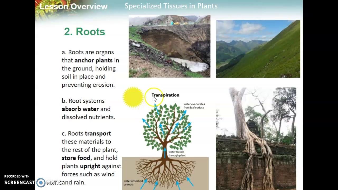 Specialized Tissues-Roots, Stems, Leaves