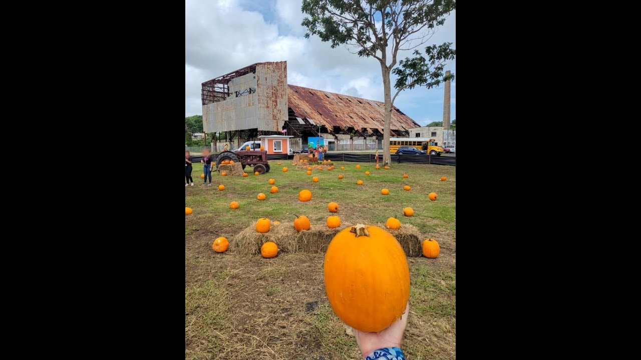 Quedo Brutal 🎃🎃🤸 y Abre Mañana 🏃‍♂🎃🎃 Finca de Calabazas de Canovanas 🇵🇷 Muchos Lugares Pa' Fotos 🙀❤️