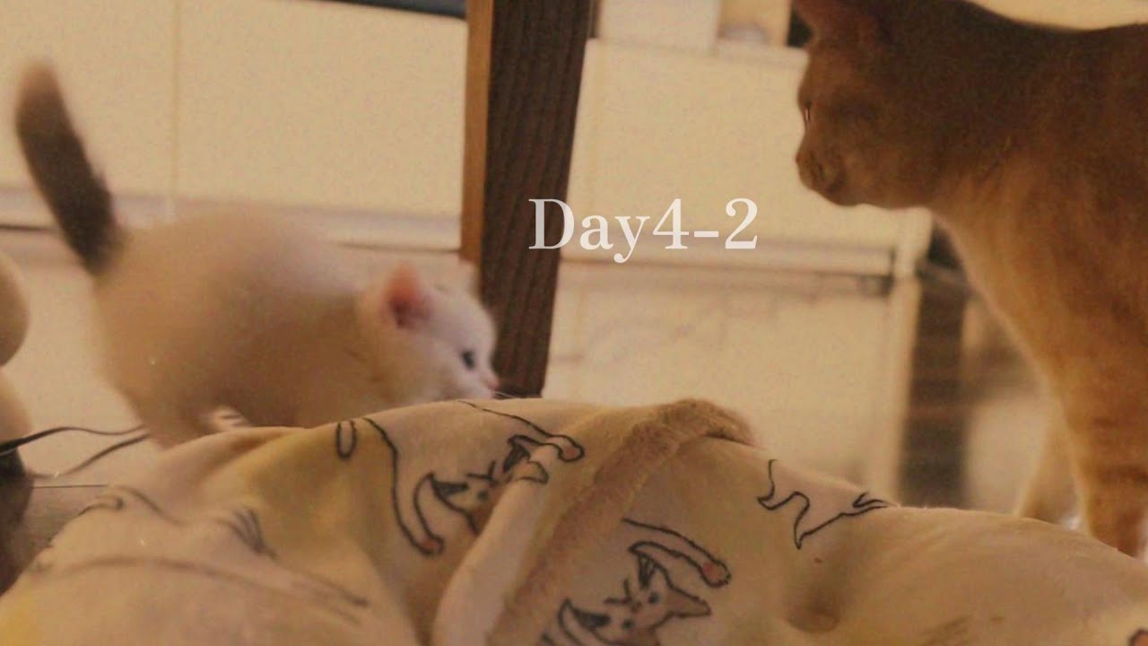 Day4-2