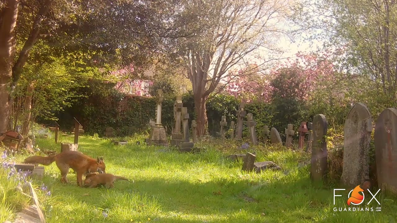 Cemetery Fox Family Enjoying The Evening Sun