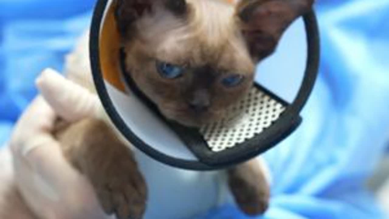 Xxin德文猫舍|绝育体检全记录 本次绝育体检的有米娅 金宝 汤圆 小布丁我们每个小朋友都好乖好勇敢#德文卷毛猫 #德文 #德文猫舍 #德文卷毛猫繁育人 #Xxin德文猫舍