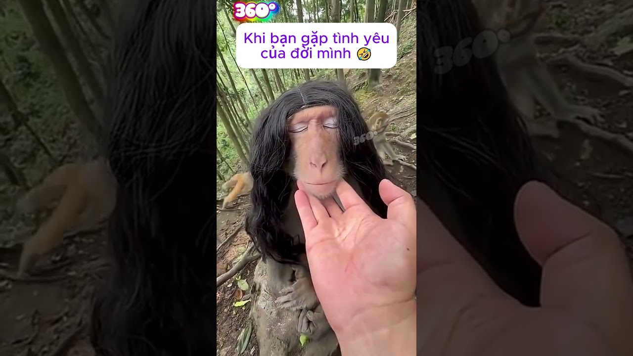 Mỹ nữ khỉ v&agrave; t&igrave;nh y&ecirc;u của c&ocirc; ấy 🤣🤣🤣 | Kh&aacute;m ph&aacute; thế giới động vật hoang d&atilde;