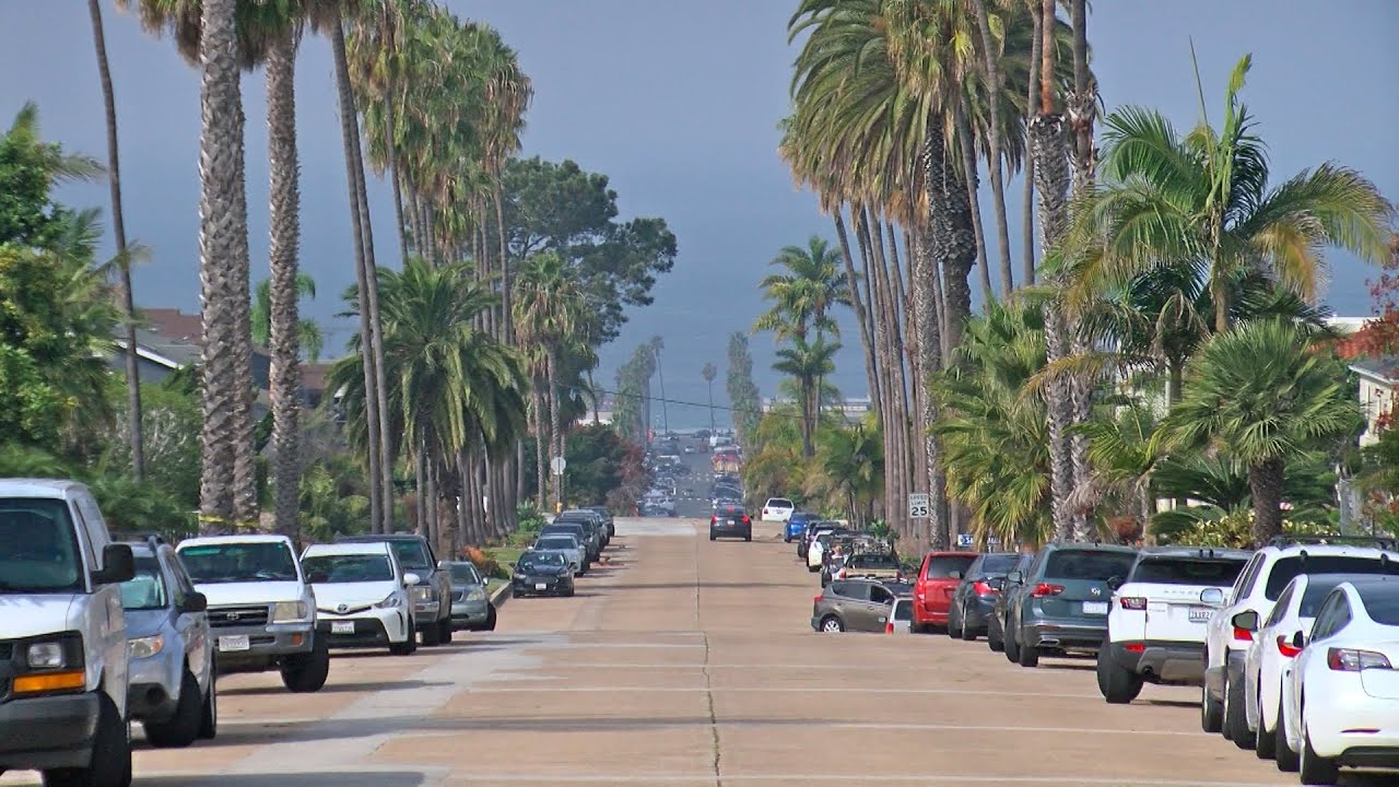 Homeowners fight to save century-old palm trees in OB/Point Loma area