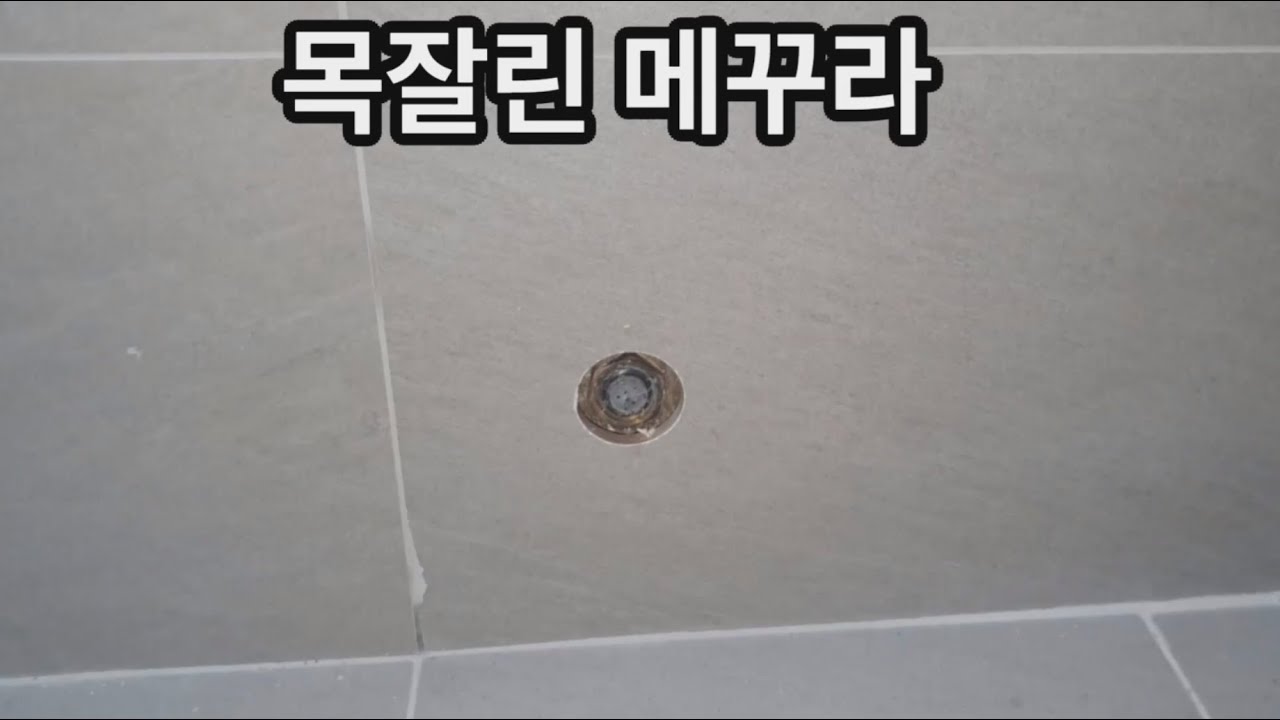 목잘린 메꾸라
