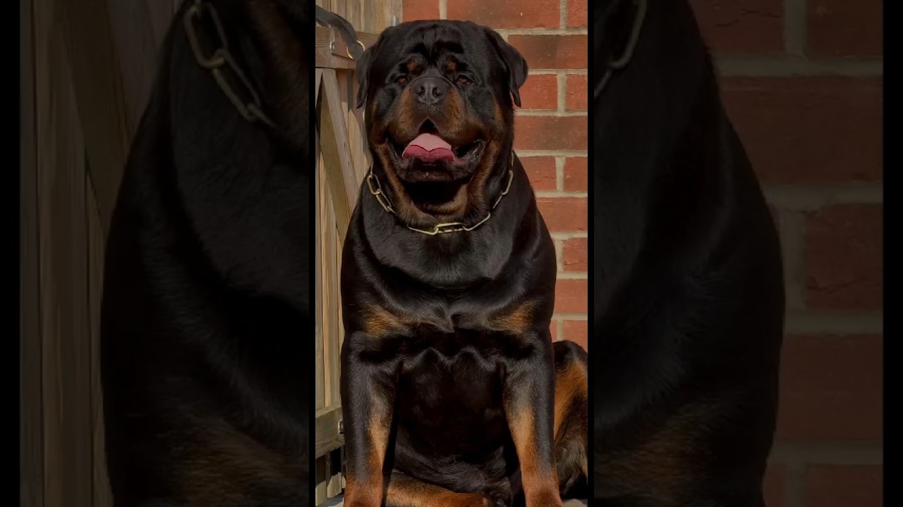 Rottweiler Secrets Every Dog Lover Should Know