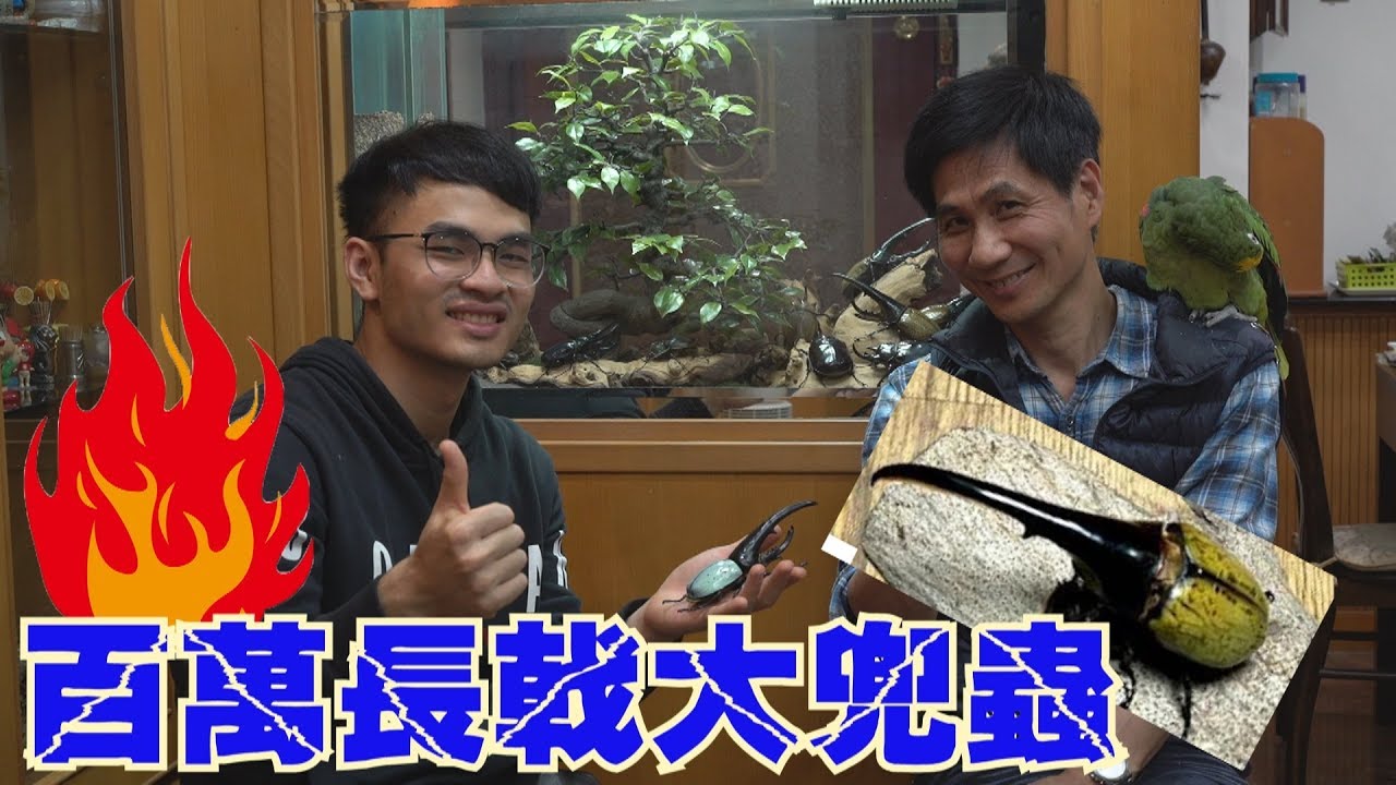 甲蟲霸主 Dynastes hercules (DH)  ヘラクレス・ヘラクレス 百萬長戟大兜蟲開箱訪問 【約拍ANDY】#Dynasteshercules #ヘラクレス