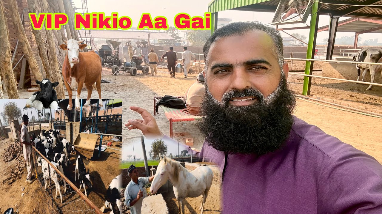 Alhamdulillah Aj Aik Or VIP Hifer Atta ho hai Or Lanter