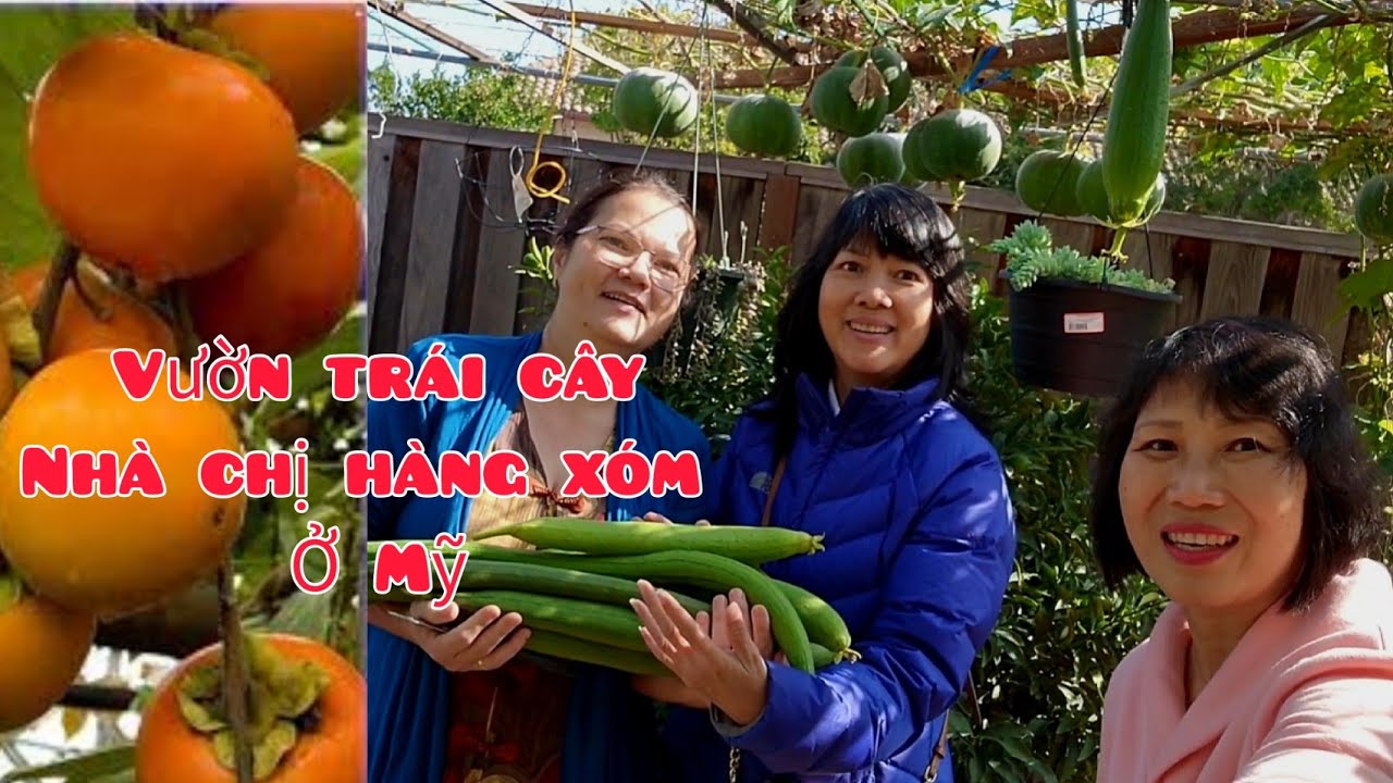 Vườn trái cây trĩu cành của hàng xóm Thảo Cali. Cách bón phân chăm sóc cho cây nhiều trái