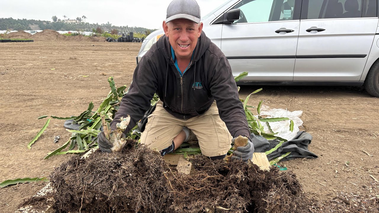 Broken Dragon Fruit post and huge root system