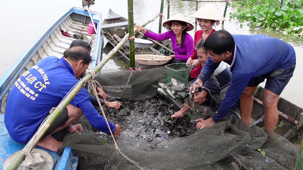 Mấy Cha Con Lặn Dở Chà Bắt Cá Được Thau Cá Đem Bán Cho Bà Con | Hương Quê #601