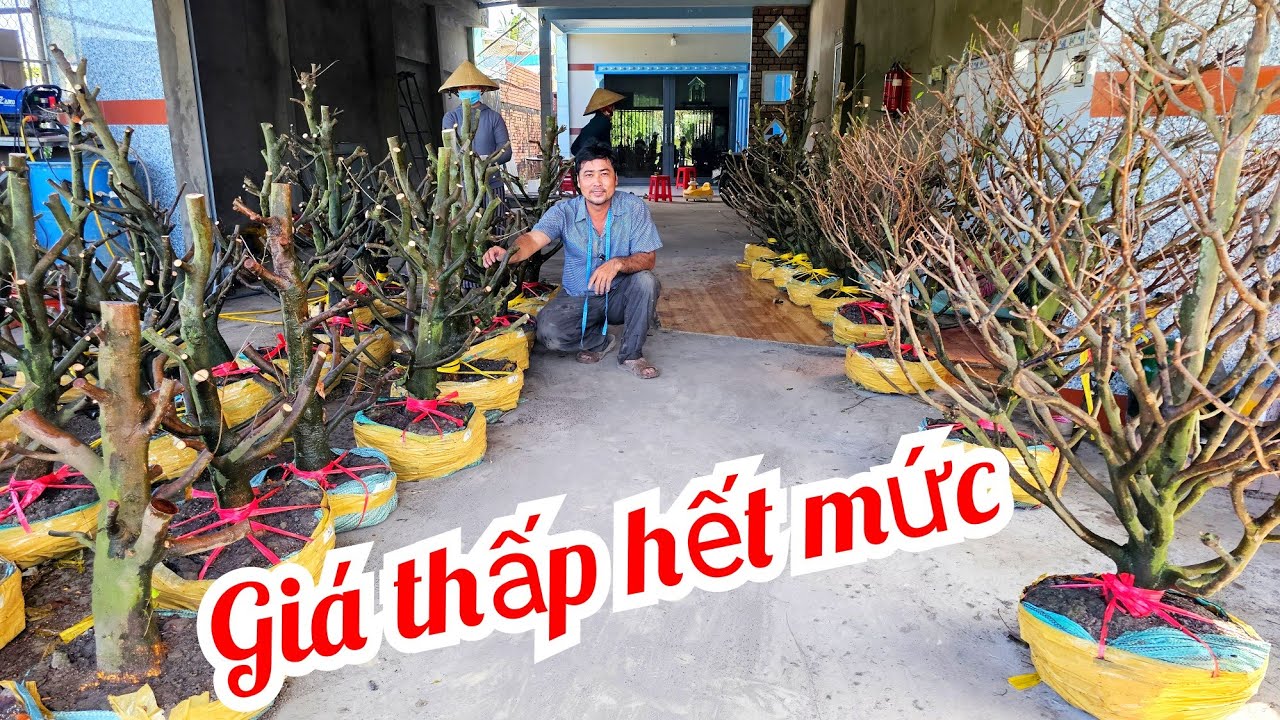 A Nguyên 📲 0332333910 mai giảo Thủ Đức giá rẻ 12/3 Bến Tre (@MaivàngQuêdừa)