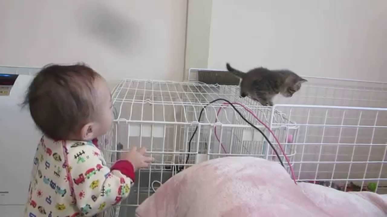 マンチカン　子猫脱走　１