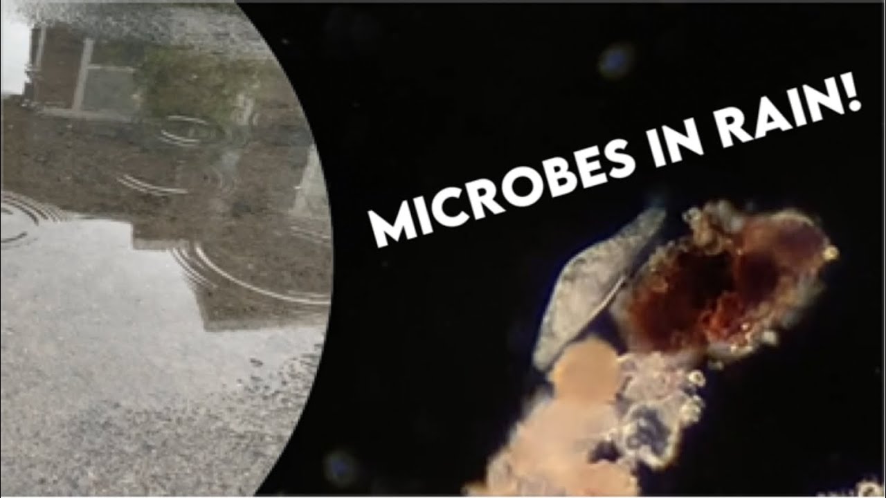 What do you find when you put rain water under a microscope?