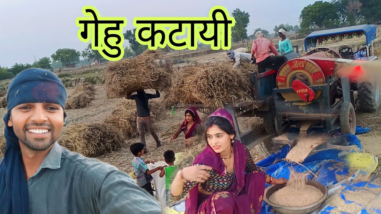 गेहु की कटाई 🙏#sandeepsulekha #vlog #kisan