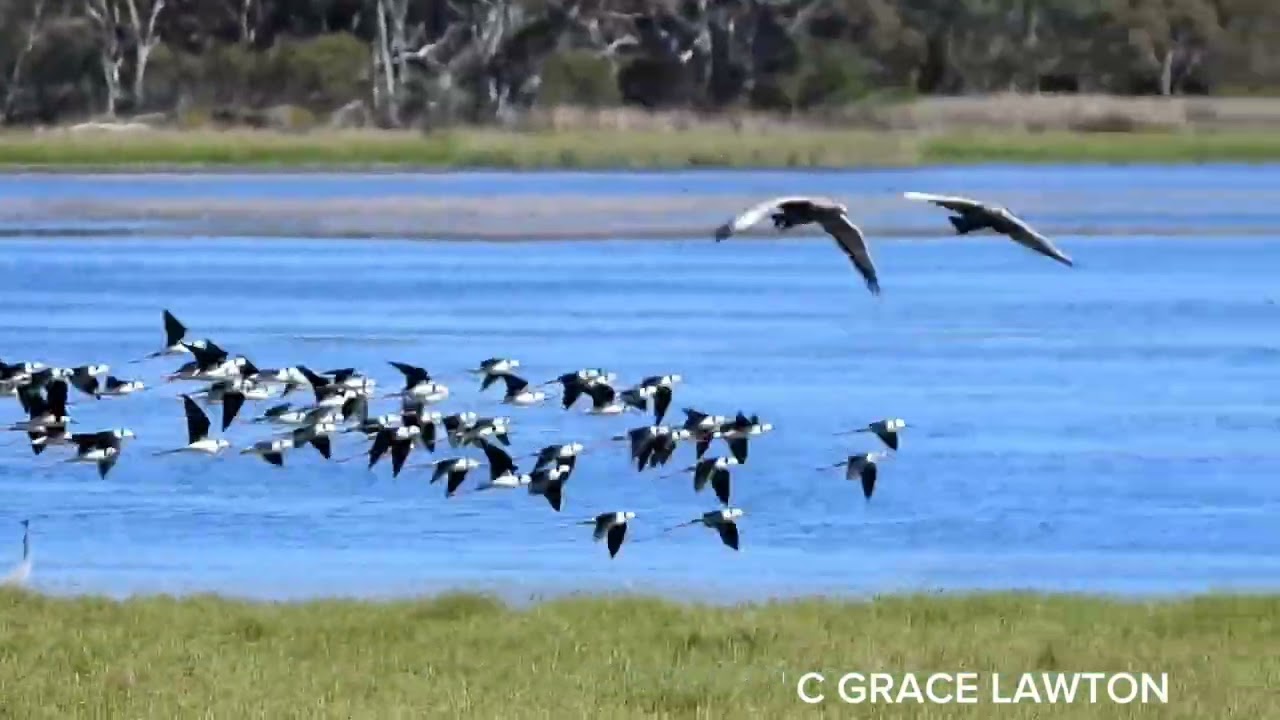 Pied stilt Australia