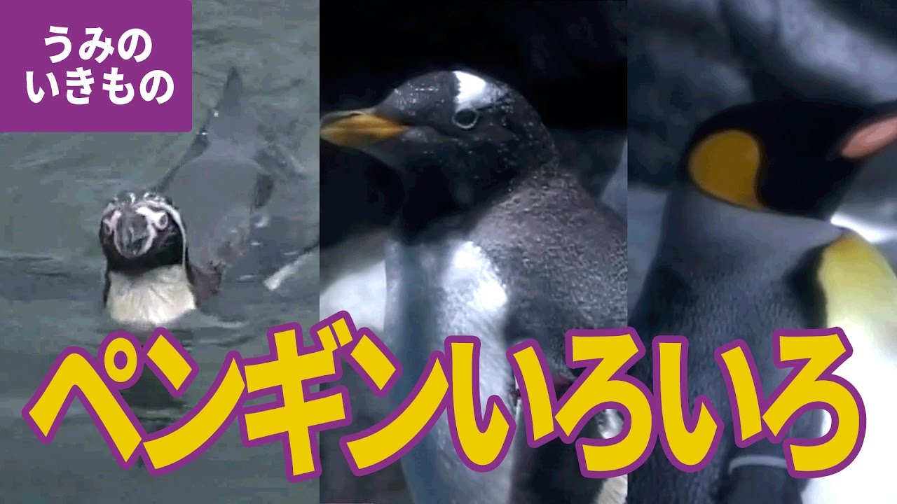 水の生き物（15）ペンギンのなかま：オウサマペンギン／ジェンツーペンギン／イワトビペンギン／マカロニペンギン／フンボルトペンギン