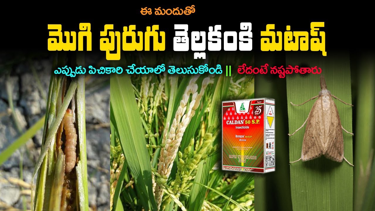 Paddy Cultivation | Varilo Mogi purugu | Varilo Tella kanki | Paddy Pests Management | Caldan 50 SP