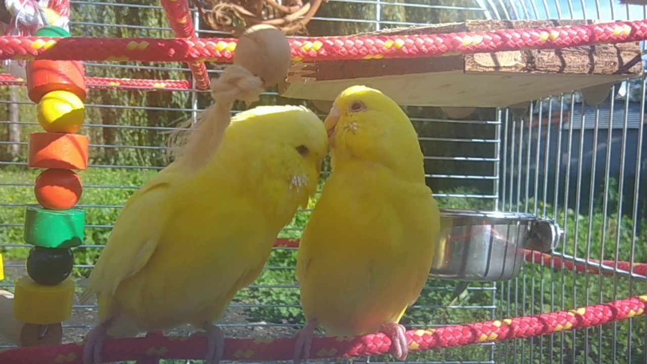 Budgies Preening Each Other