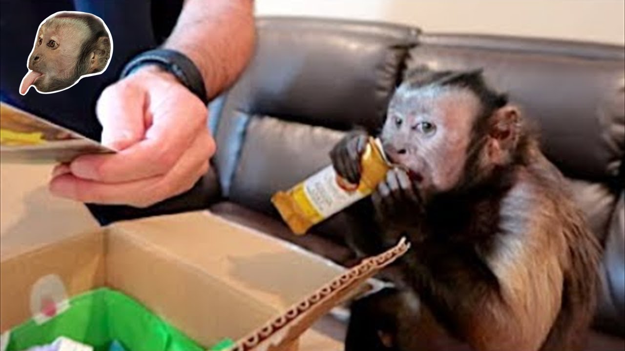 Capuchin MonkeyBoo Easter Mail!