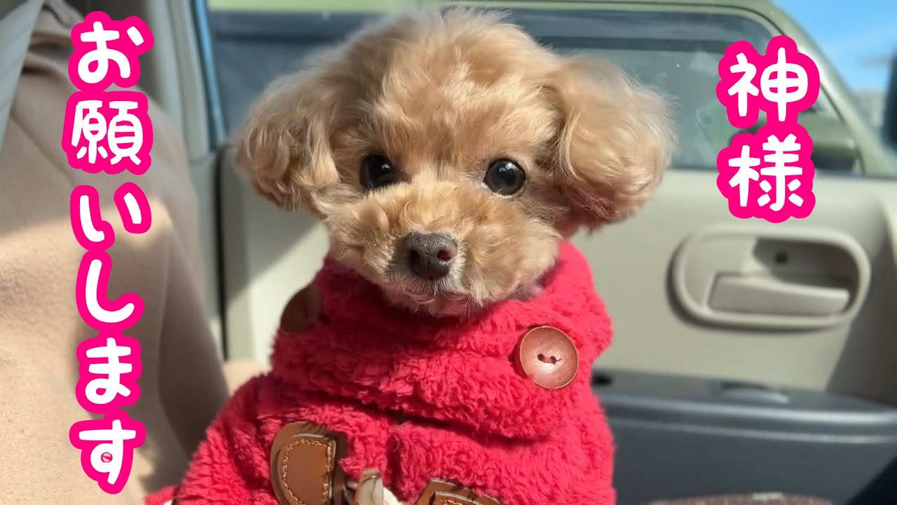 神様に守られし犬【トイプードルのコロン】