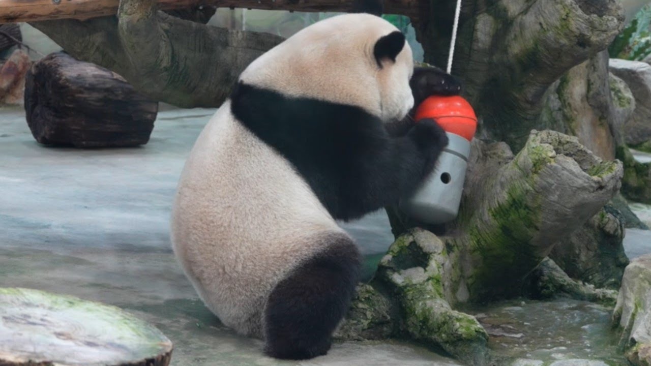20251220 (11:21) 圓寶解開綁住灰罐的繩子，倒出點心輕鬆吃果果 | Giant Panda Yuan Bao