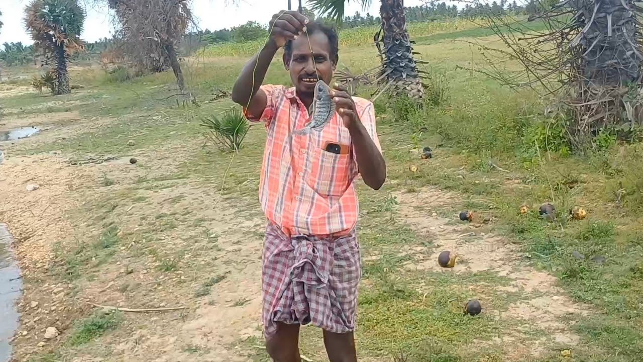 ஜிலேபி மீன் மொத்தமாக 2 கிலோ மீன் பிடிச்சாச்சு | Tamil Village Fishing | Tilapia Fish | #fishing