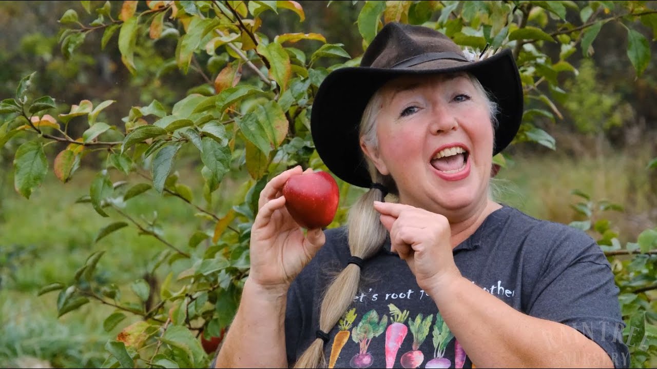 Raintree Nursery Fruit Feature: Cosmic Crisp Apples!