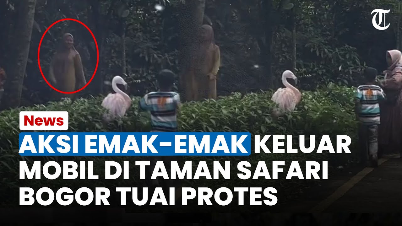 VIRAL Aksi Emak-emak Keluar Mobil di Taman Safari Bogor Tuai Protes, Sampai Dekati Kandang