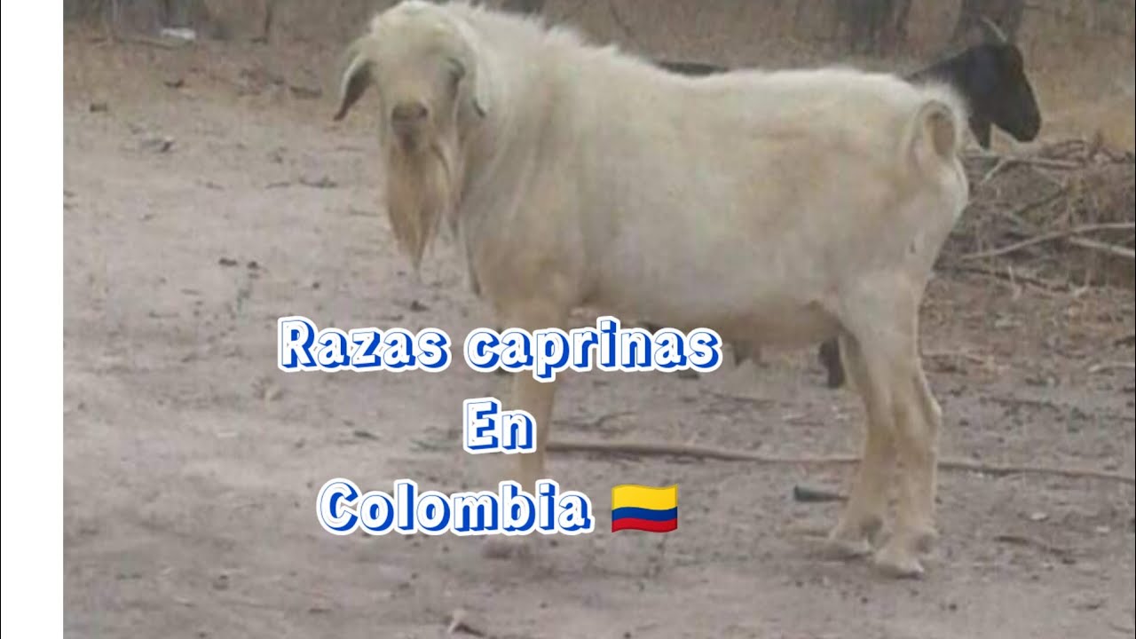 razas criollas Colombianas 🇨🇴 razas caprinas de Colombia 🐐
