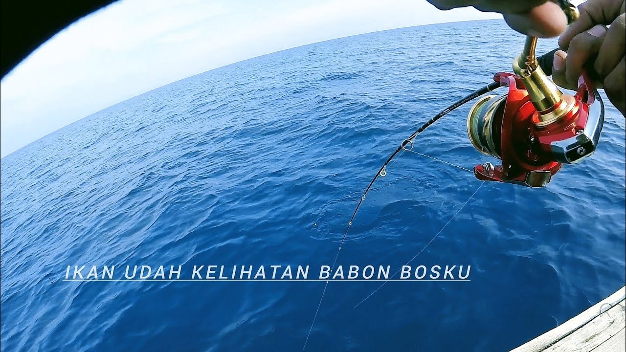 SADISSS !!  Sambaran ikan ini , mancing casting di laut .