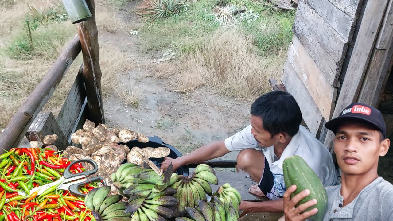 PANEN SAYURAN HASIL KEBUN DAPAT BANYAK