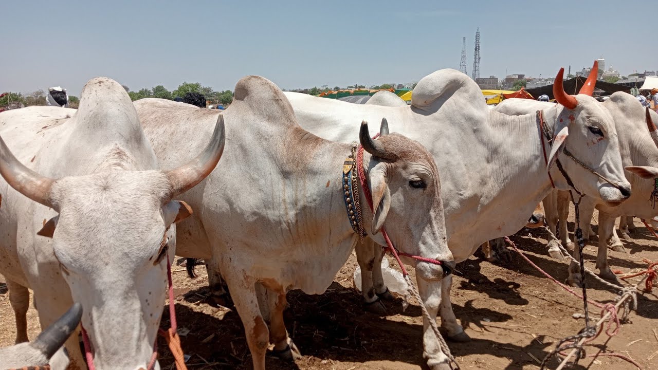 राजुर बाजारातील सर्वात मोठी आणि पाड जोड्या ठेवणारी व्यापारी अजगर शेख यांची दावण कशी वाटली बघा