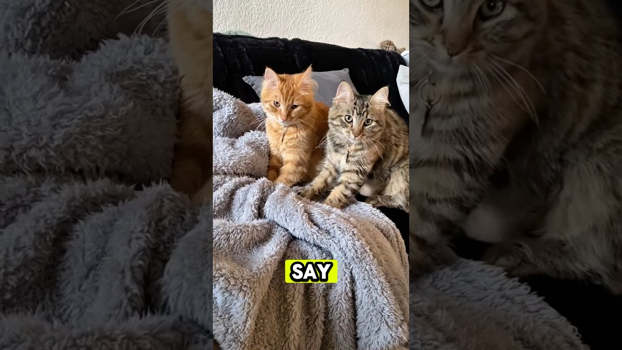 The Secret Behind Cat Kneading 😻🫶 #CatLovers #CatFunny #CatFacts