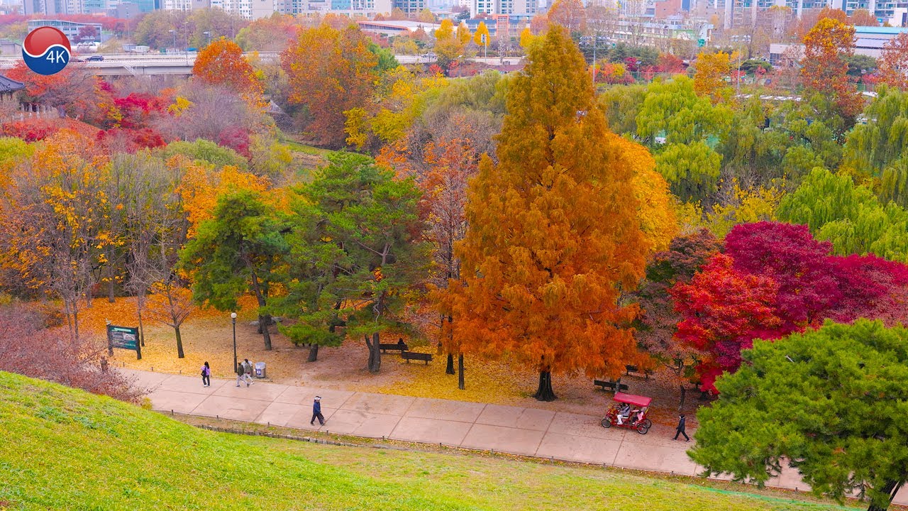 외국같은 서울, 안가면 후회합니다. 새빨갛게 물든 올림픽 공원 가을 단풍, 만추의 아름다운 사진스팟 단풍나무 찾기. 서울트래블워커.