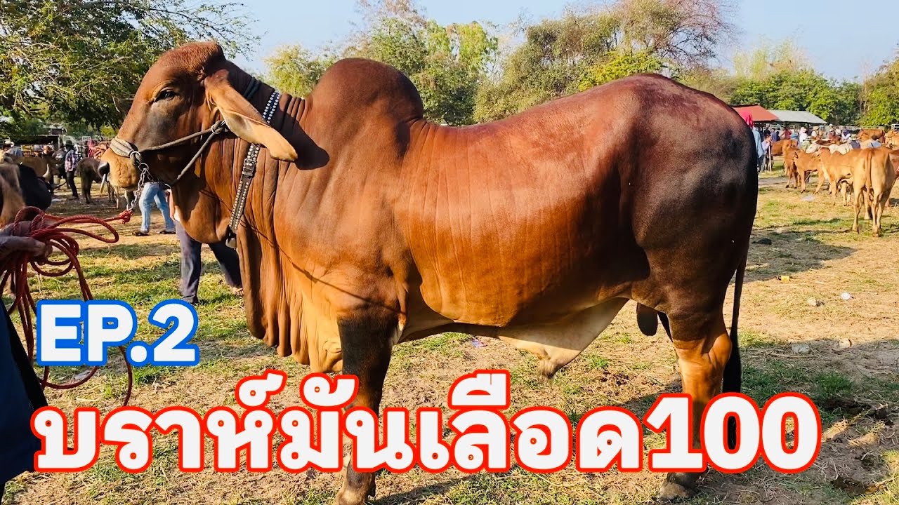 EP.2 #บราห์มันแดงเลือด100 #ราคาวัววันนี้ 8 มีนาคม 2569 #ตลาดวัวอำเภอสมเด็จจังหวัดกาฬสินธุ์ #animals