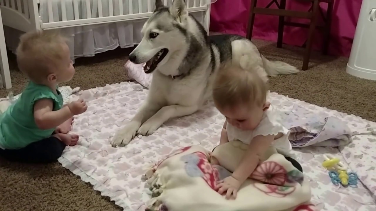 Husky adorably plays with twins