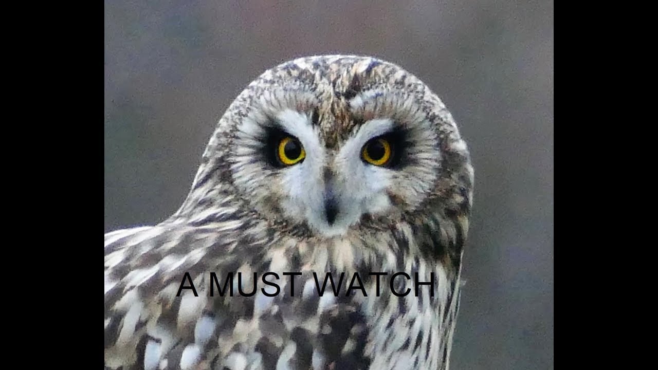 THE SHORT EARED OWL - MUST WATCH STUNNING FOOTAGE