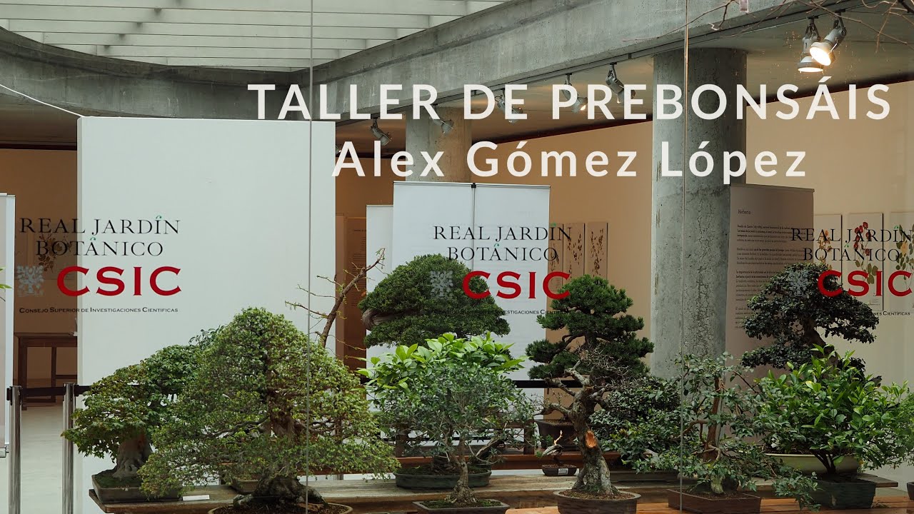 Taller de Prebonsáis impartido por Alex Gómez López. 𝐑𝐞𝐬𝐮𝐦𝐞𝐧. 𝐕𝐢𝐝𝐞𝐨 𝐥𝐚𝐫𝐠𝐨