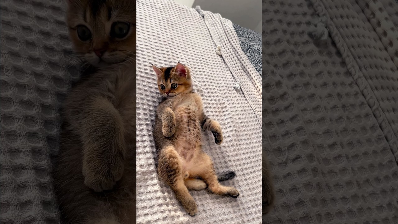 #cover #music #mashup #remix #song #рекомендации #cat #видосыоткота #цитаты #automobile