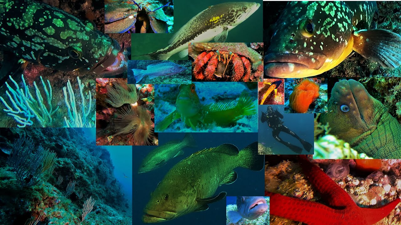 Buceo en la reserva de Cabo de Palos-islas Hormigas, Baja de Dentro, 28/29-05-2022
