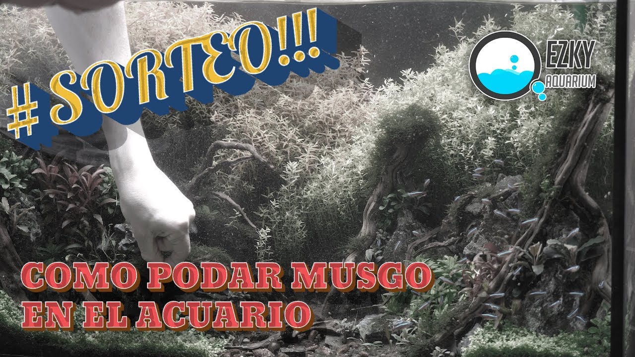 10 tips para mantener musgo en el acuario y como podarlo.