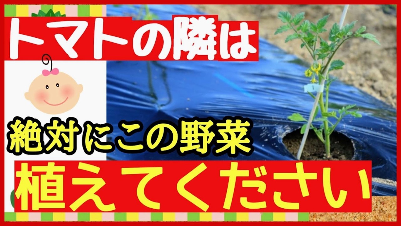 【裏技】トマトの隣に植えるだけで収穫量が２倍になる野菜と花を全て紹介します