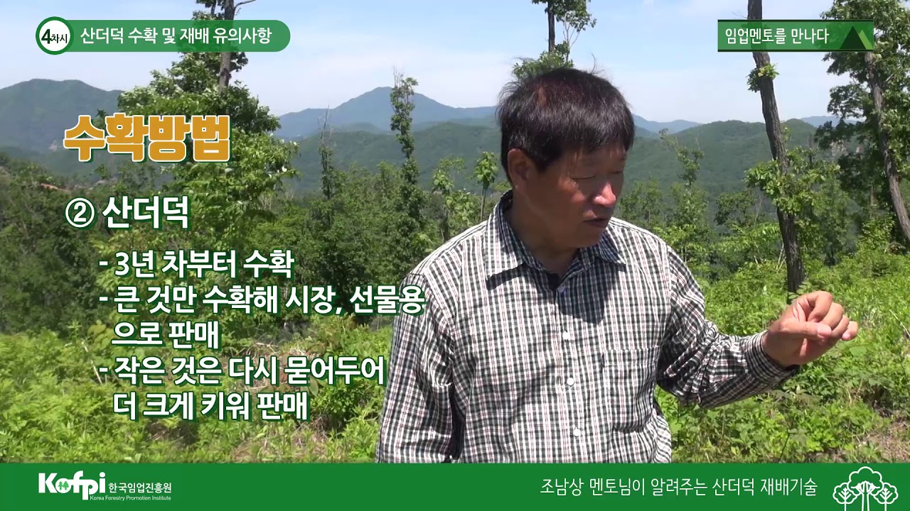 [산더덕4] 산더덕 수확 및 재배 유의사항
