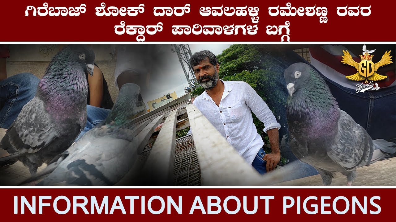 ಗಿರೆಬಾಜ್ ಶೋಕ್ ದಾರ್ ಆವಲಹಳ್ಳಿ ರಮೇಶಣ್ಣ ರವರÀ ರೆಕ್ದಾರ್ ಪಾರಿವಾಳಗಳ ಬಗ್ಗೆ # INFORMATION ABOUT PIGEONS