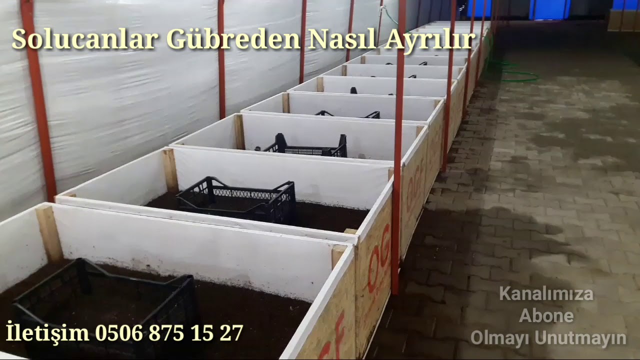 Solucanları Gübreden Ayırma İşlemi?