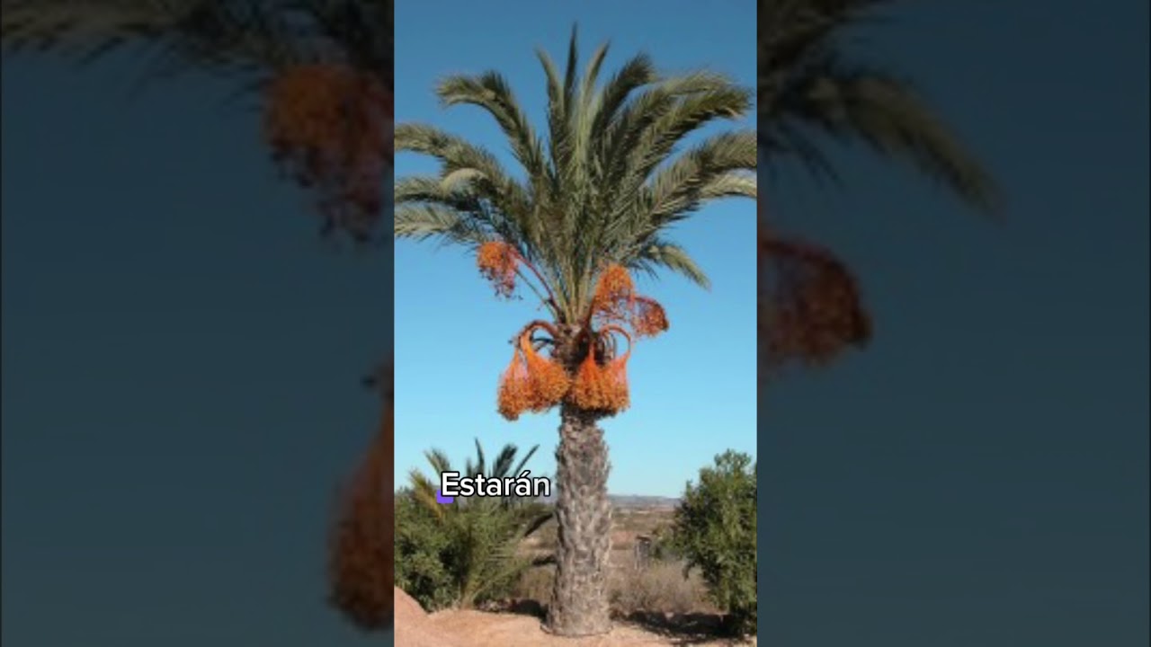 Fructíferos en la vejez