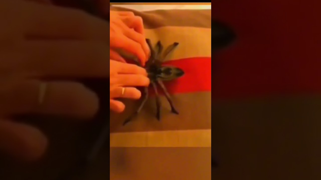 Spider Tickling