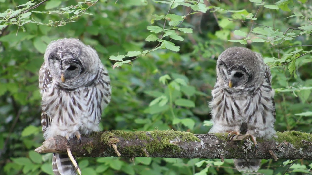 Fuzzy barred fledglings watch creek for crayfish